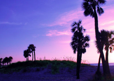Diamond Isle, Florida – Palm Trees at Sunset